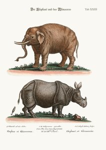 De olifant en de neushoorn, 1749-73